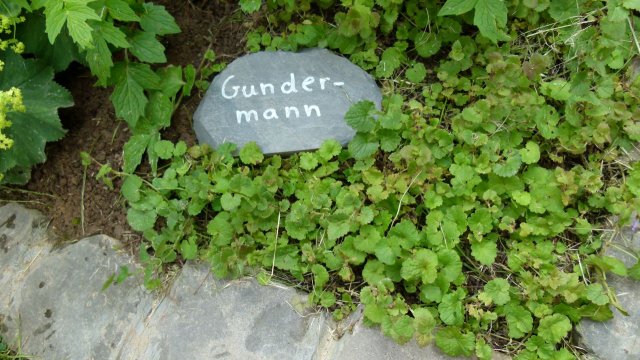 Kraeuterwanderung 2017