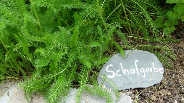 Kraeuterwanderung 2017