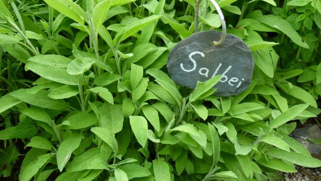 Kraeuterwanderung 2017