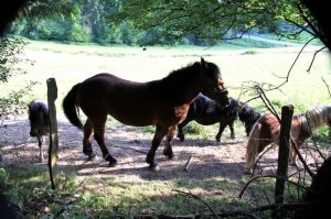 kfd_wanderung_19_20100706_1911252319